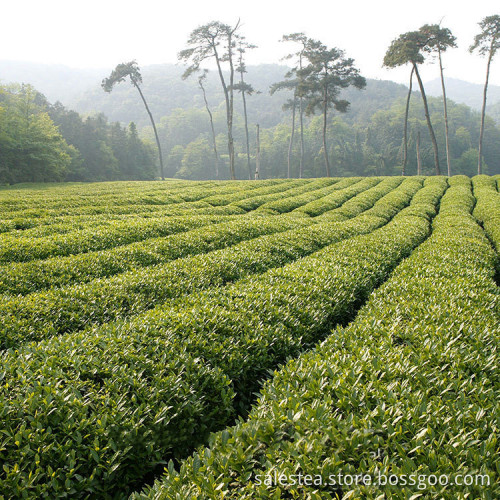 Organic Slimming 8911 Japan OEM Sencha Green Tea